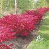 shrubs (Euonymus Alatus compactus)