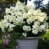 shrubs (Hydrangea paniculata)