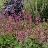 perennials (Heuchera)