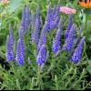 perennials (Spike Speedwell)