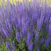 perennials (Salvia nemorosa)