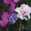 shrubs (Hibiscus)