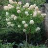 trees (Hydrangea paniculata)