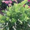 shrubs (Itea Virginica Merlot)