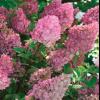 shrubs (Hydrangea paniculata)