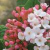 shrubs (Viburnum carlesii)