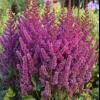 perennials (Astilbe Chinensis)