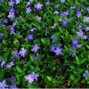 perennials (Vinca minor 'Bowles')