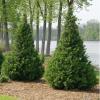 shrubs (Chamaecyparis pisifera)