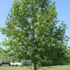 trees (Liriodendron tulipifera)