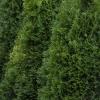 shrubs (Thuja Occidentalis)