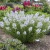 perennials (Amsonia)