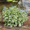 perennials (Brunnera)