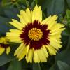 perennials (Coreopsis)