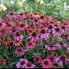 perennials (Echinacea)