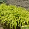 perennials (Hakonechloa Macra)