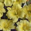 perennials (Hemerocallis)