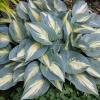 perennials (Hosta)