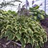 perennials (Hosta)