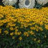 perennials (Rudbeckia Fulgida)