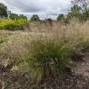 perennials (Sporobolus Heterolepis)