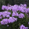 perennials (Phlox paniculata)
