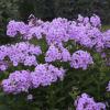 perennials (Phlox paniculata)