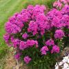 perennials (Phlox paniculata)