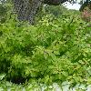 shrubs (Callicarpa dichotoma 'Issai')