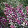 shrubs (Callicarpa dichotoma)