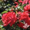 shrubs (Rosa 'Meidrifora')