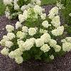 shrubs (Hydrangea paniculata 'Jane')