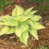 perennials (Hosta, 'June')