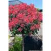 trees (Hydrangea)