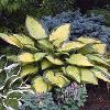 perennials (Hosta)