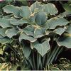 perennials (Hosta)