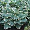 perennials (Hosta)