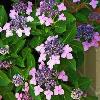 shrubs (Hydrangea macrophylla)