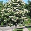 trees (Syringa reticulata)