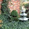 perennials (Hedera)