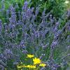 perennials (Lavandula agustifolia)