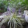 perennials (Liriope muscari)