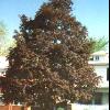 trees (Acer platanoide)