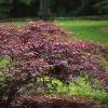 trees (Acer palmatum dissectum atropurpureum)