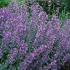 perennials (Nepeta)