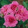 shrubs (Rosa)