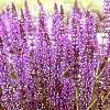 perennials (Salvia)