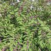 shrubs (Callicarpa dichotoma)