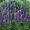 perennials (Veronica spicata)