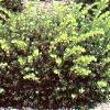 shrubs (Taxus X Media)